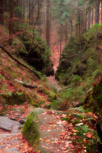 Trees growing in forest