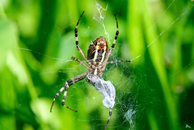 Wasp spider with prey