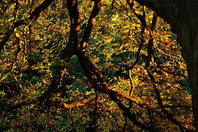 Low angle view of trees