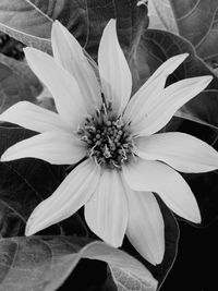 Close-up of flower