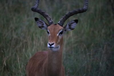Portrait of deer standing on field