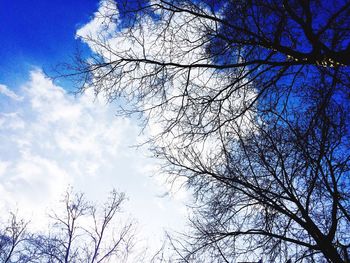 Low angle view of bird on tree against sky