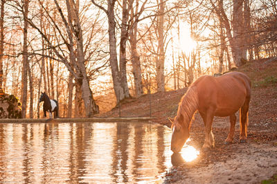 Horse standing in a forest during golden houre