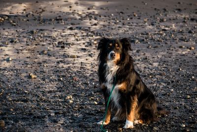 Portrait of dog standing on land