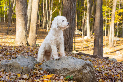 View of a dog on tree trunk