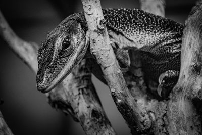 Close-up of lizard on tree