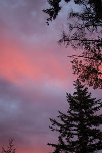 Low angle view of silhouette tree against sky during sunset