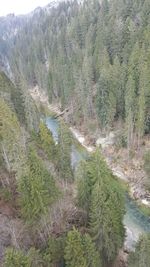 Scenic view of forest