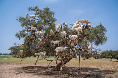 Argan trees and the goats in morocco.