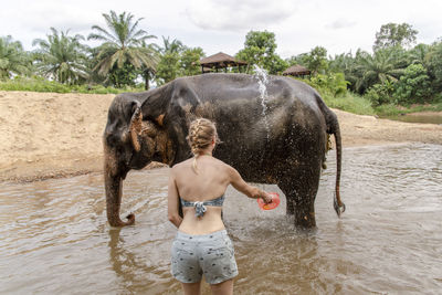 Woman bathing elephant in river