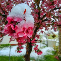 Close-up of fresh pink flowers blooming in snow