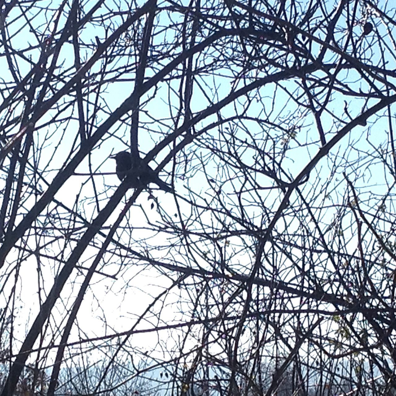 low angle view, sky, metal, bare tree, backgrounds, built structure, connection, silhouette, full frame, complexity, directly below, electricity pylon, day, clear sky, no people, tree, pattern, tall - high, metallic, outdoors