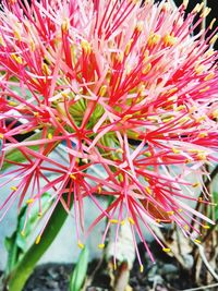 Close-up of flowers