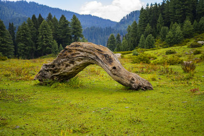 Scenic view of landscape against mountain