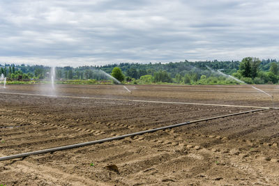 Sprinklers spray over a field that has recently been planted in kent, washington.