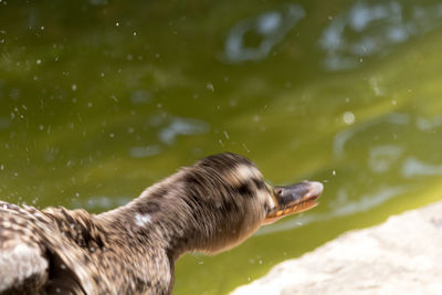 Close-up of dog in water