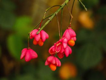 Close-up of pink flowers on tree