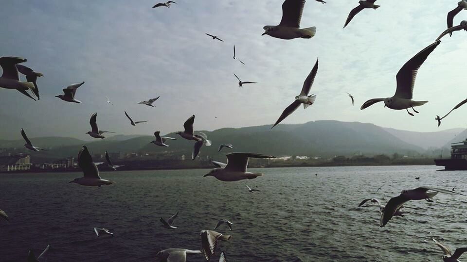 bird, animal themes, animals in the wild, flying, wildlife, flock of birds, seagull, spread wings, water, mid-air, sky, medium group of animals, sea, nature, river, outdoors, built structure, day, no people