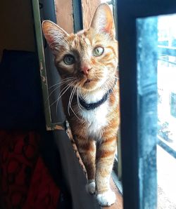 Portrait of cat by window at home