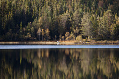 Panoramic view of pine trees reflected on lake in forest against sky