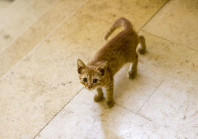 High angle view of cat sitting on tiled floor