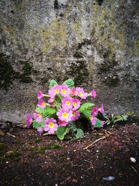 Close-up of pink flowers blooming outdoors