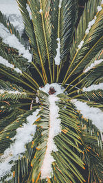 Close-up of pine tree during winter