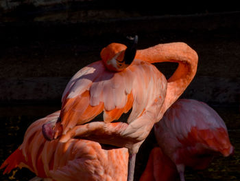 Unique photo of beautiful colorful flamingo sleeping with head tucked in feathers