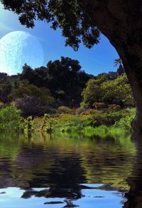 Reflection of trees in calm water