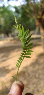 Close-up of hand holding plant