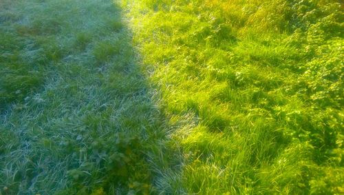 Scenic view of grassy field