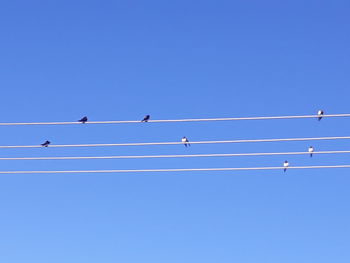 Low angle view of birds perching on cable against blue sky