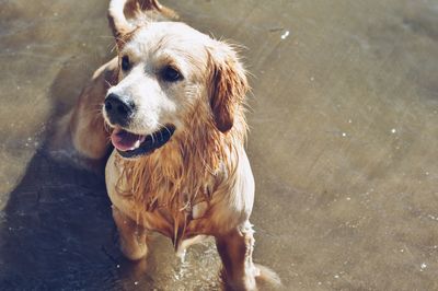 High angle view of dog in water