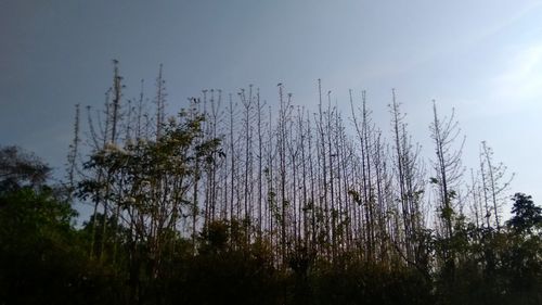 Low angle view of tall trees against sky
