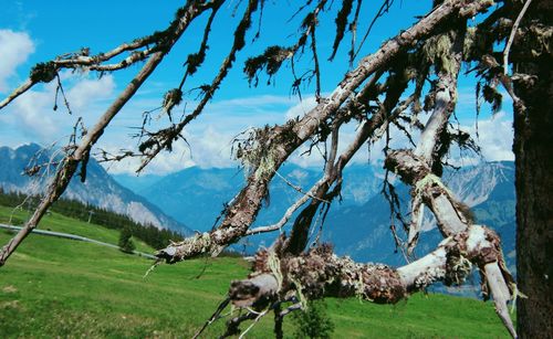 Panoramic view of trees on field against sky