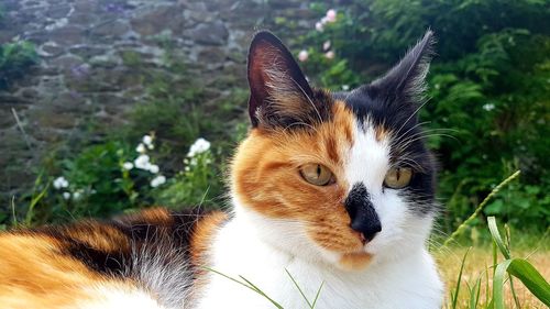 Close-up of a cat