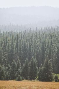 Scenic view of forest against sky during foggy weather