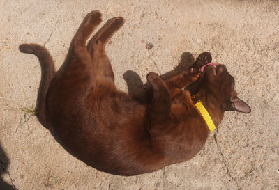 High angle view of dog on sand