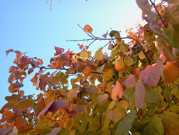 Low angle view of flowering tree against clear sky