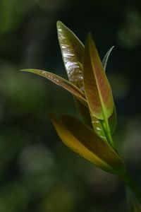 Close-up of plant