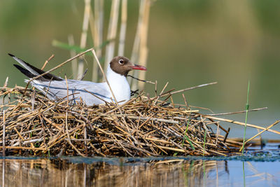 Close-up of bird in lake