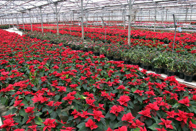 Close-up of red flowers in greenhouse