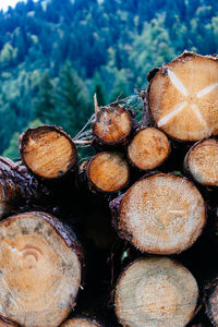 Stack of logs in forest