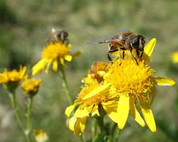 Bee on yellow flower