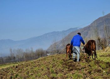 Horse grazing on field