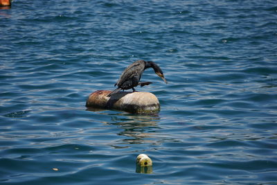 Duck swimming in sea