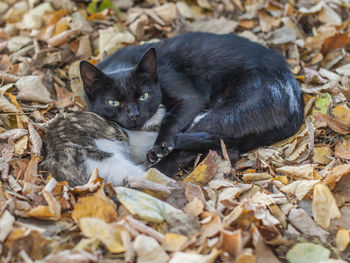 High angle view of cat lying on dry leaves