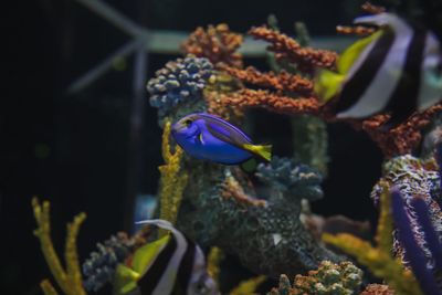 Blue tang fish