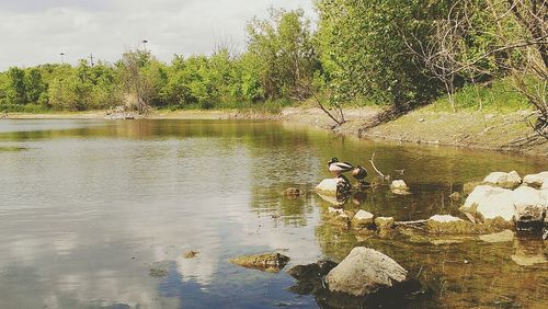 Bird flying over calm lake