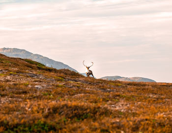 One reindeer with large antlers looking the camera against a scenic mountain backdrop